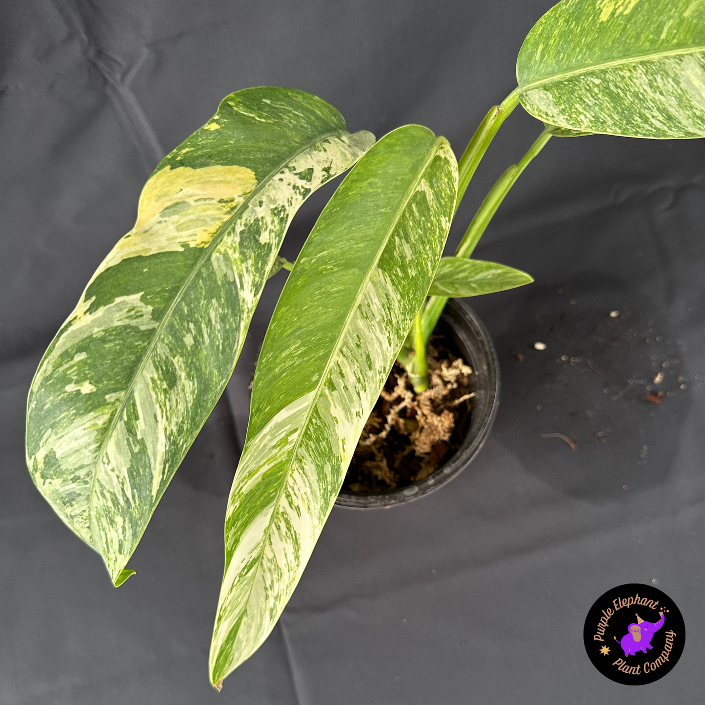 Rare Plant: Epi gigantium tricolor