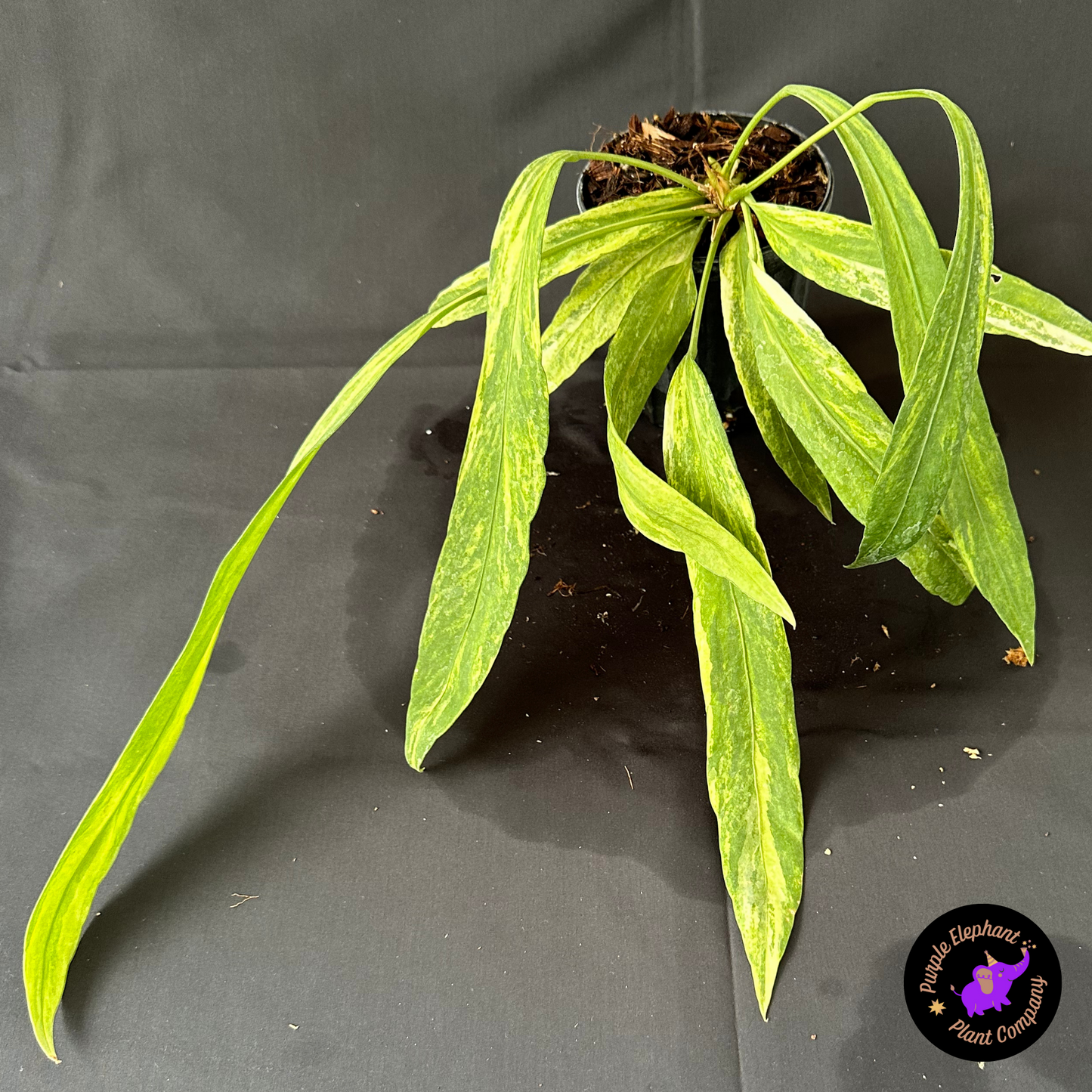 Rare Plant: Anthurium Vittarifolium Variegated