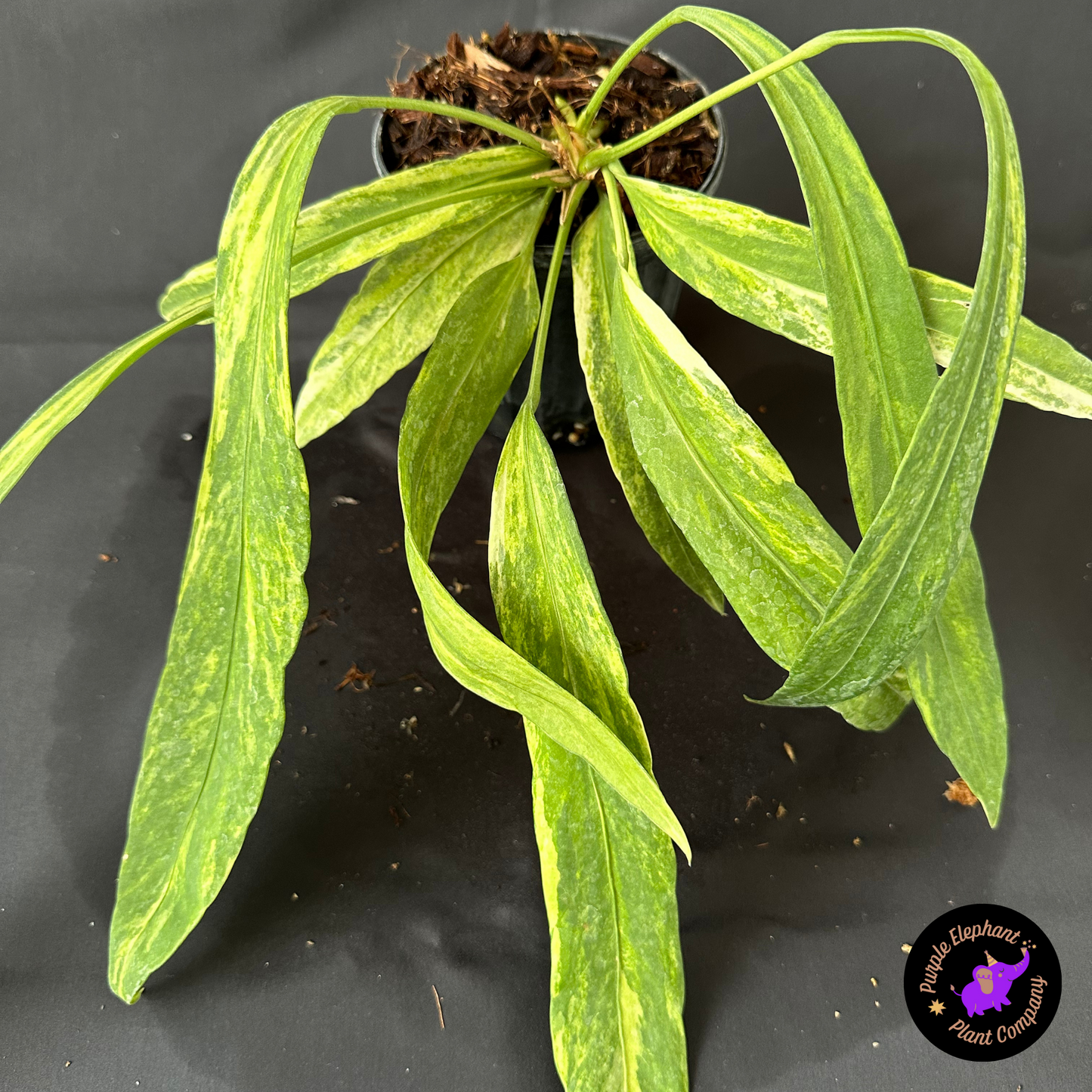 Rare Plant: Anthurium Vittarifolium Variegated