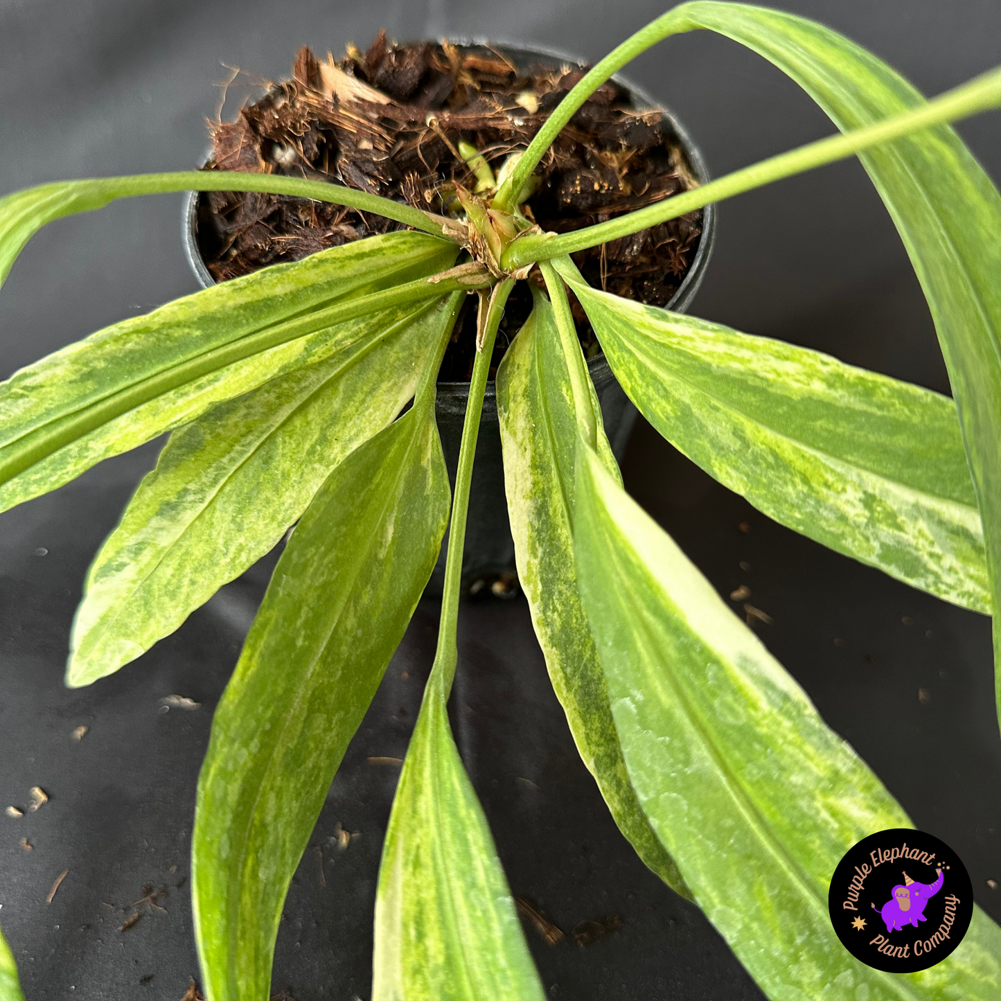 Rare Plant: Anthurium Vittarifolium Variegated