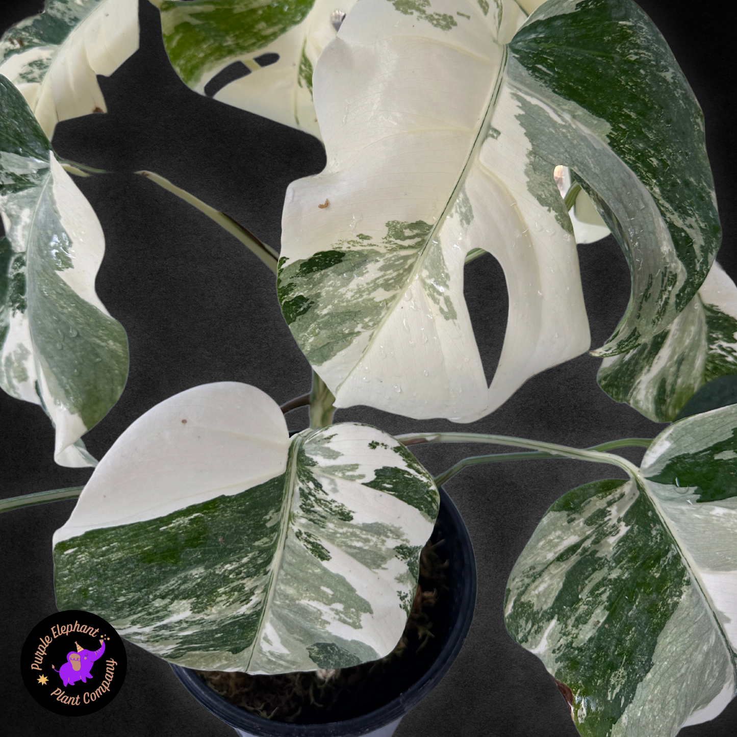 Monstera Albo with Mature Leaves #3