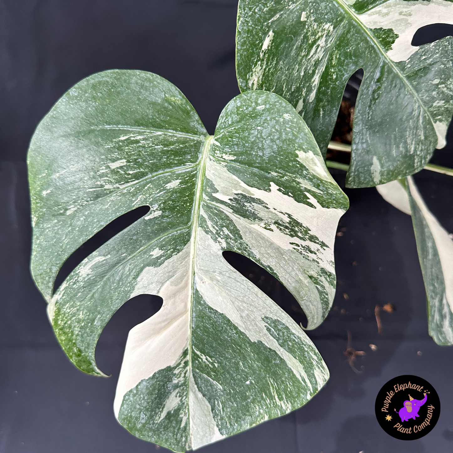 Rare Plant: Monstera Albo #2