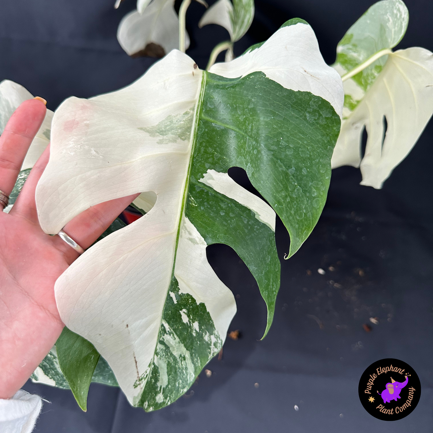 Rare Plant: Monstera Albo #2