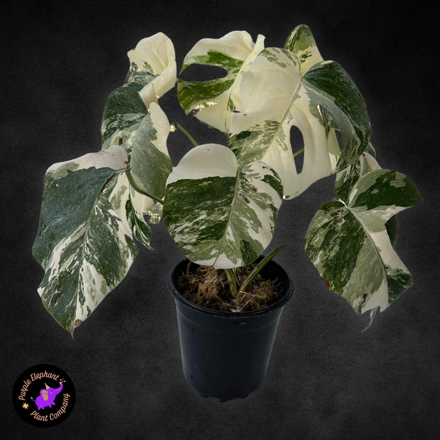 Monstera Albo with Mature Leaves #3