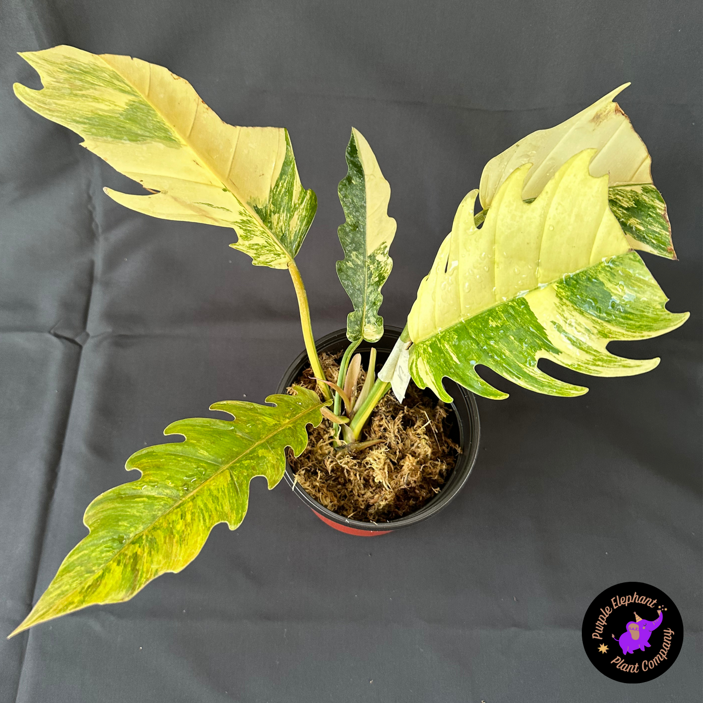 Rare Plant: Philodendron caramel marble