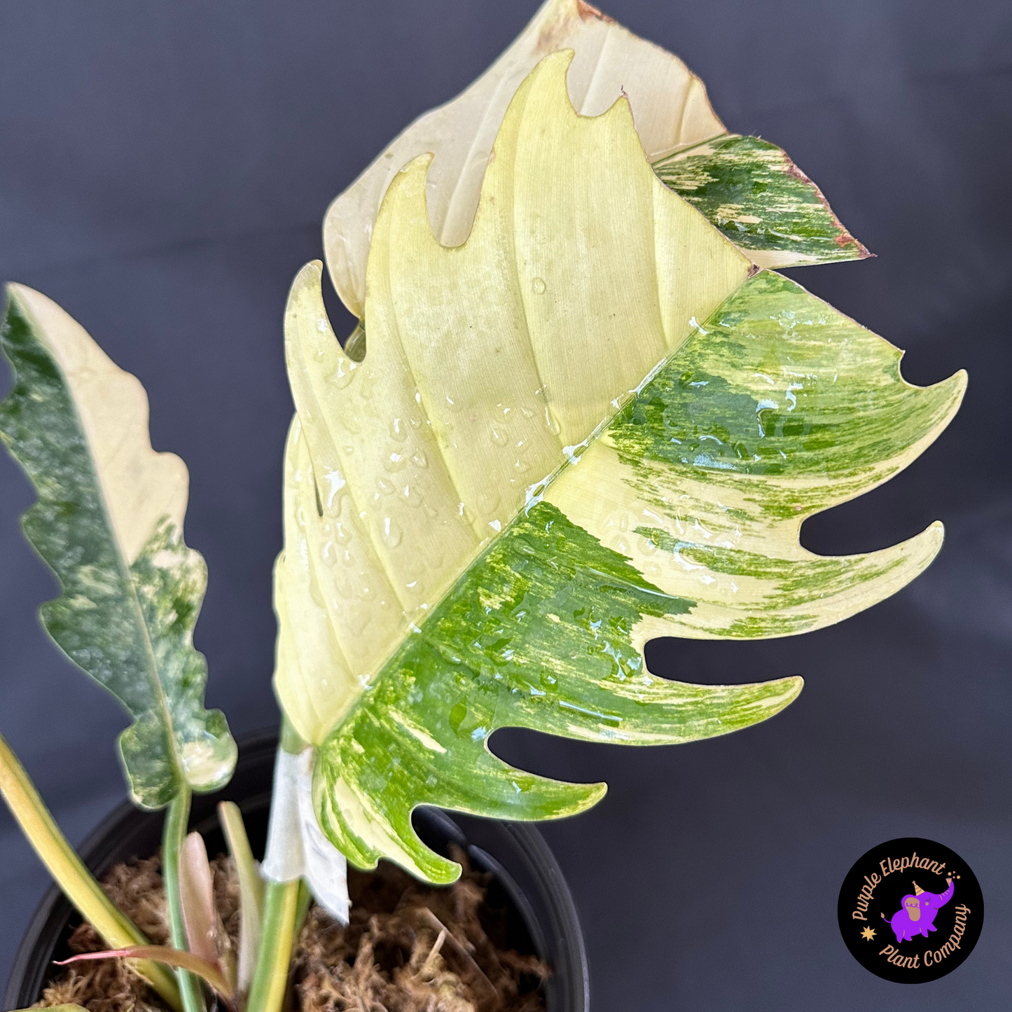 Rare Plant: Philodendron caramel marble