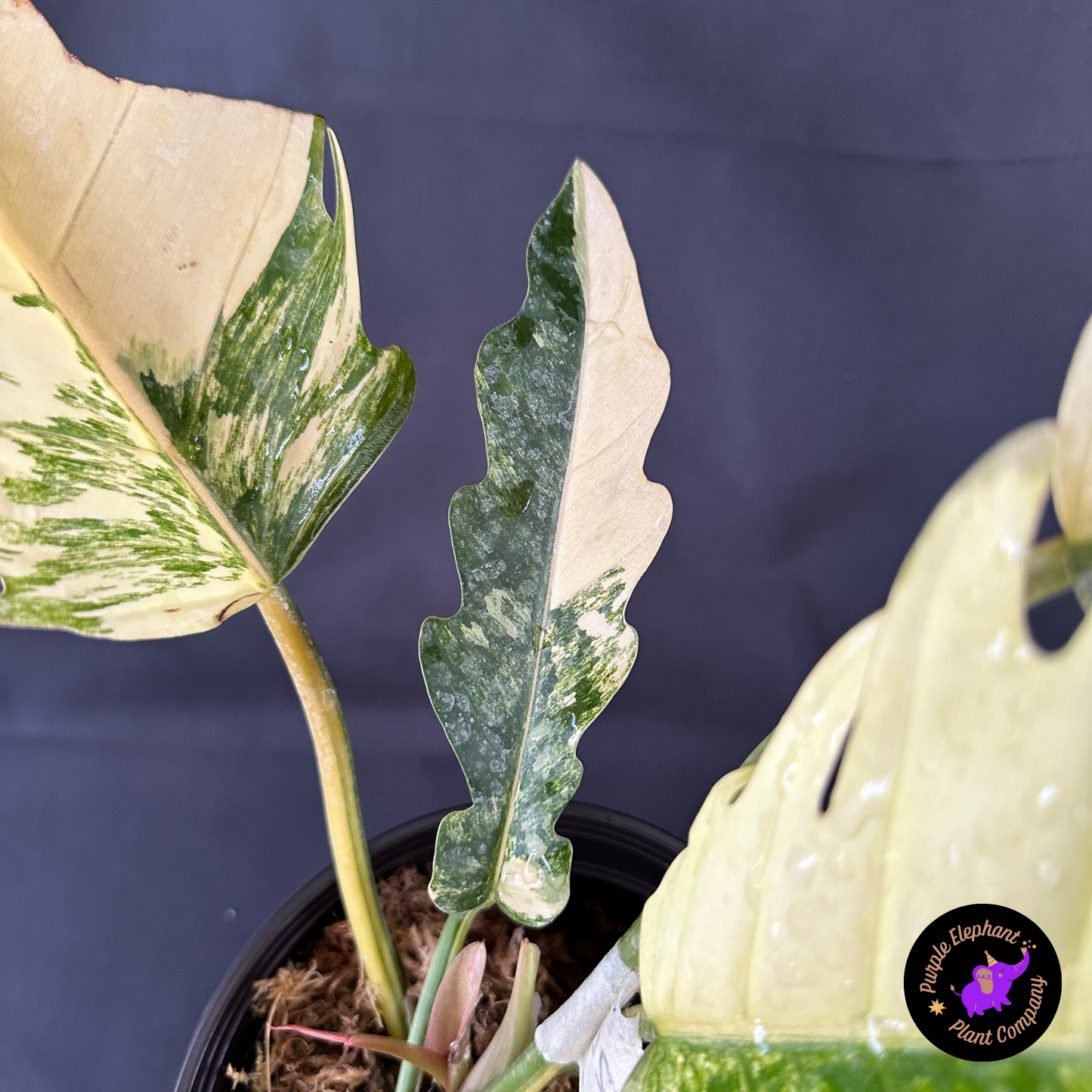 Rare Plant: Philodendron caramel marble