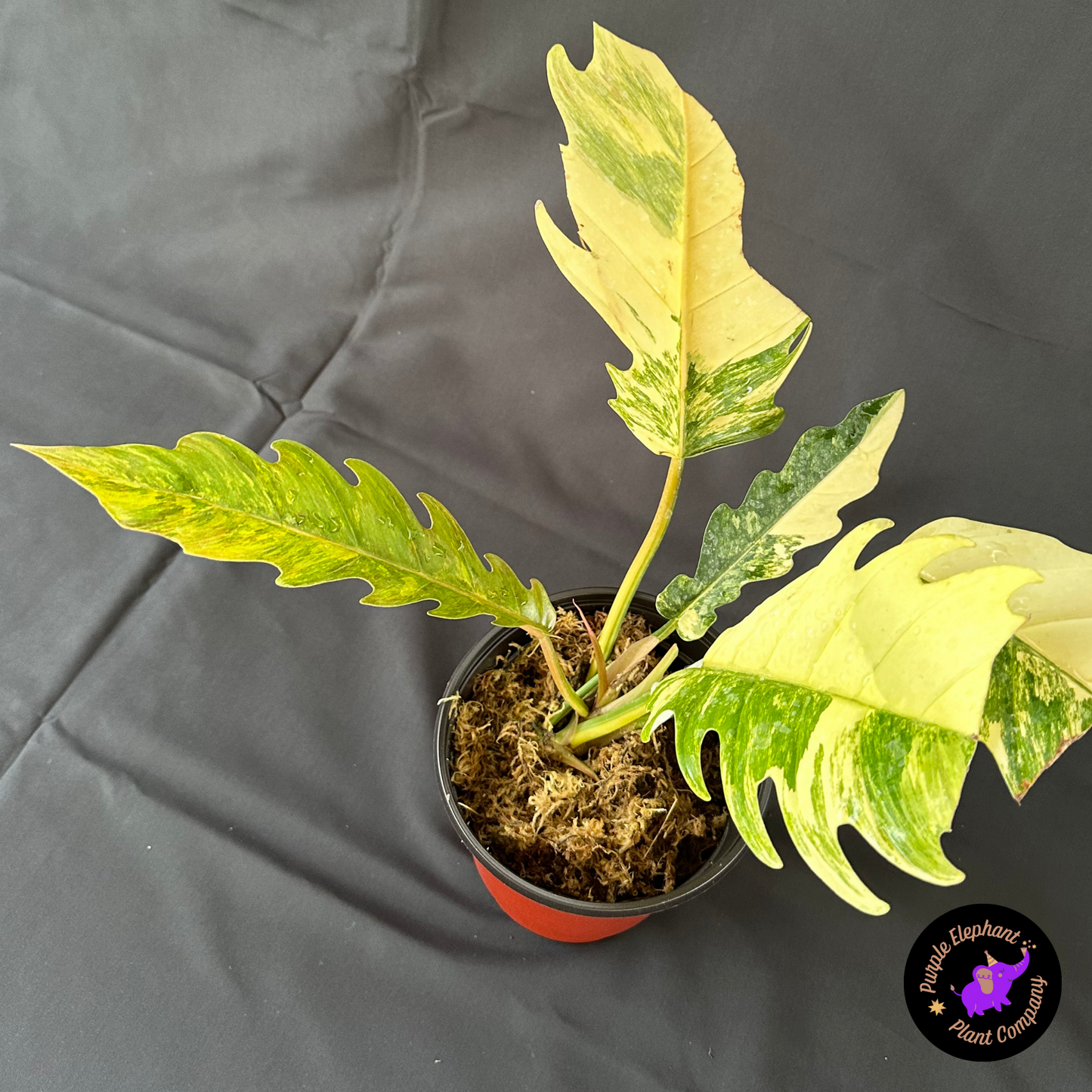 Rare Plant: Philodendron caramel marble