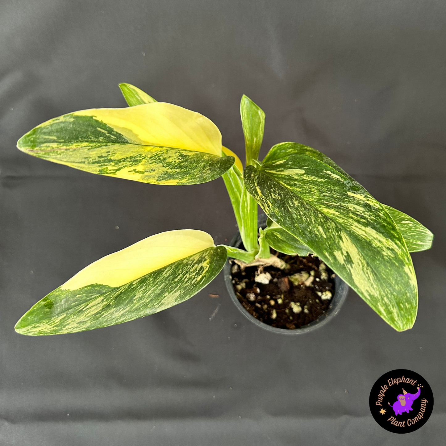 Rare Plant: Monstera standleyana aurea