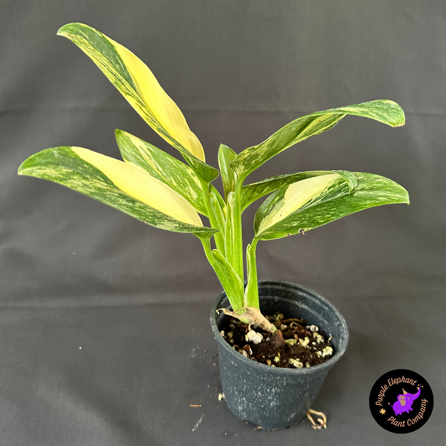 Rare Plant: Monstera standleyana aurea