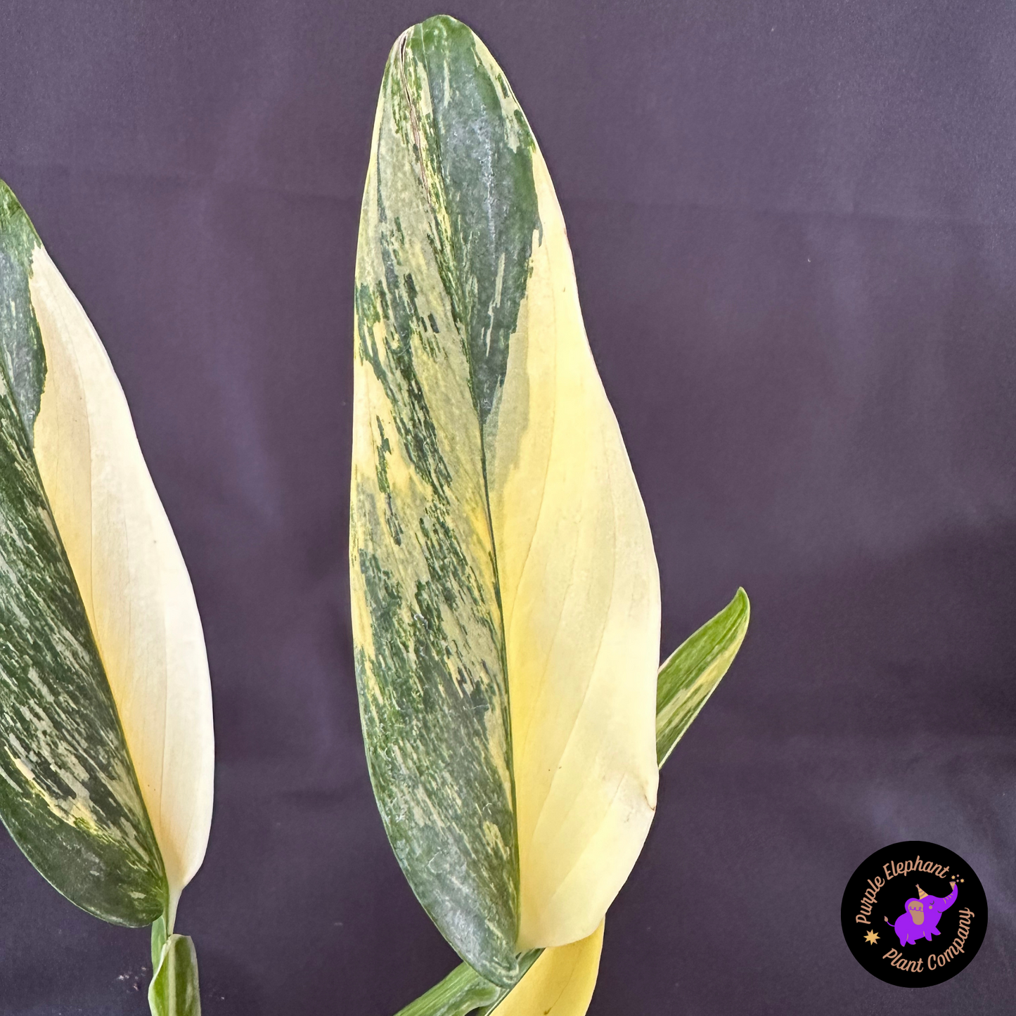 Rare Plant: Monstera standleyana aurea