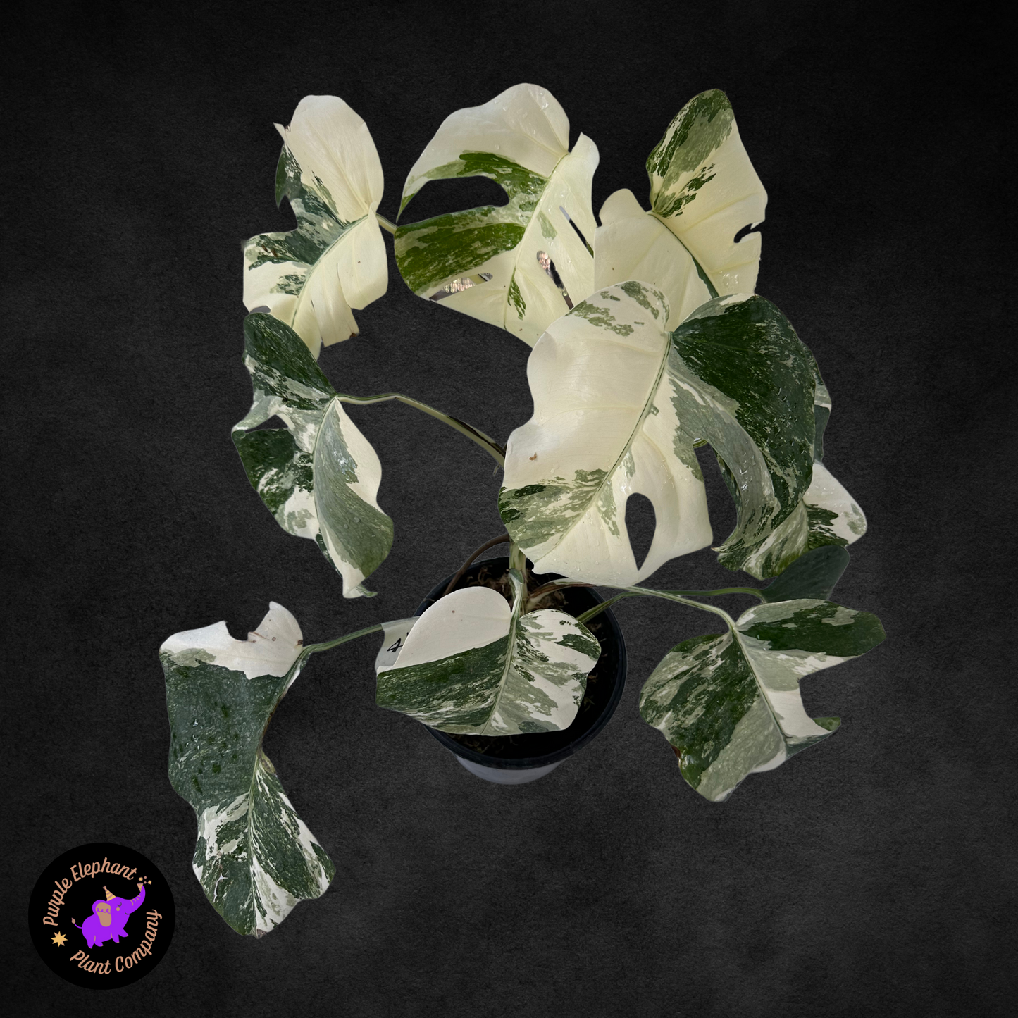 Monstera Albo with Mature Leaves #3
