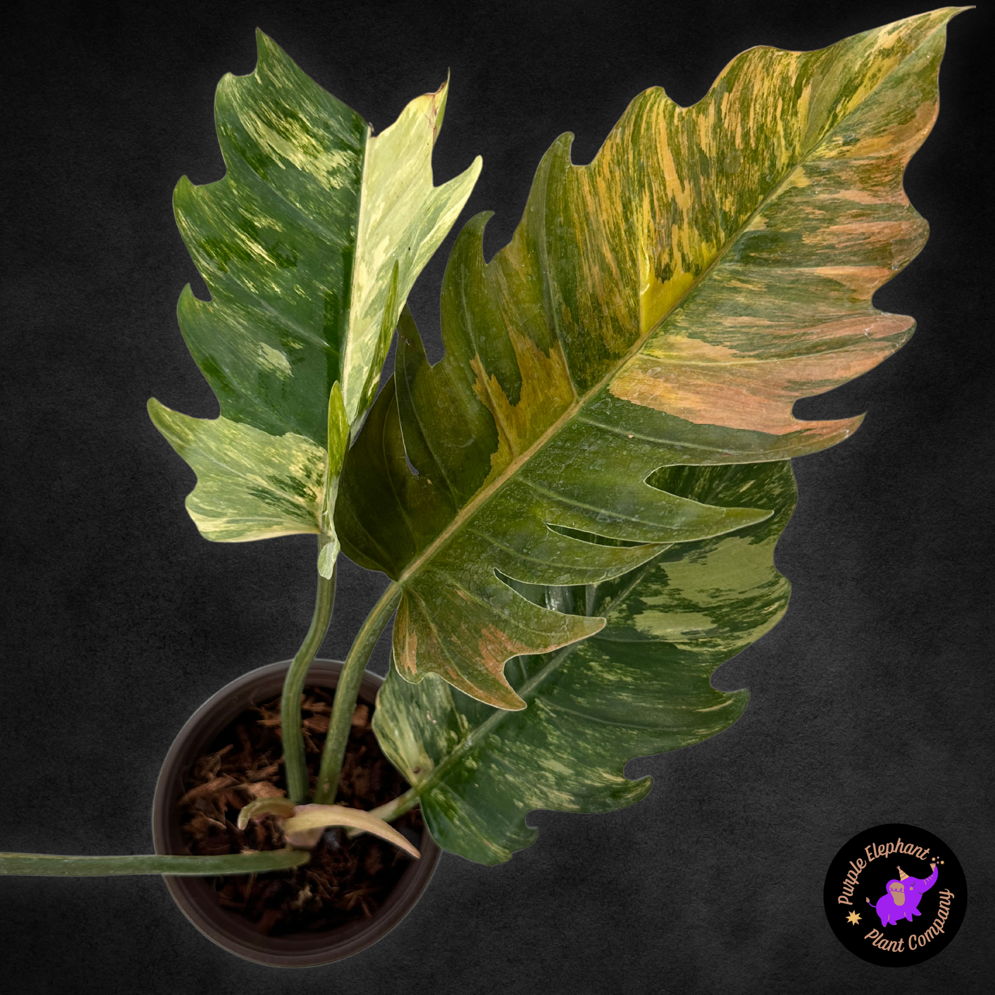 caramel marble philodendron Philodendron Caramel Marble – Purple Elephant Plant Co