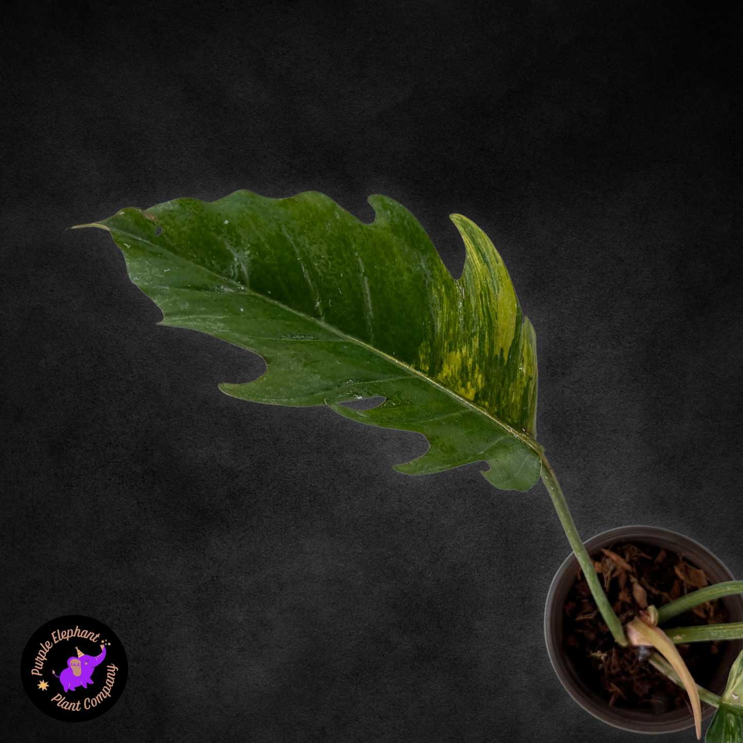 Philodendron Caramel Marble