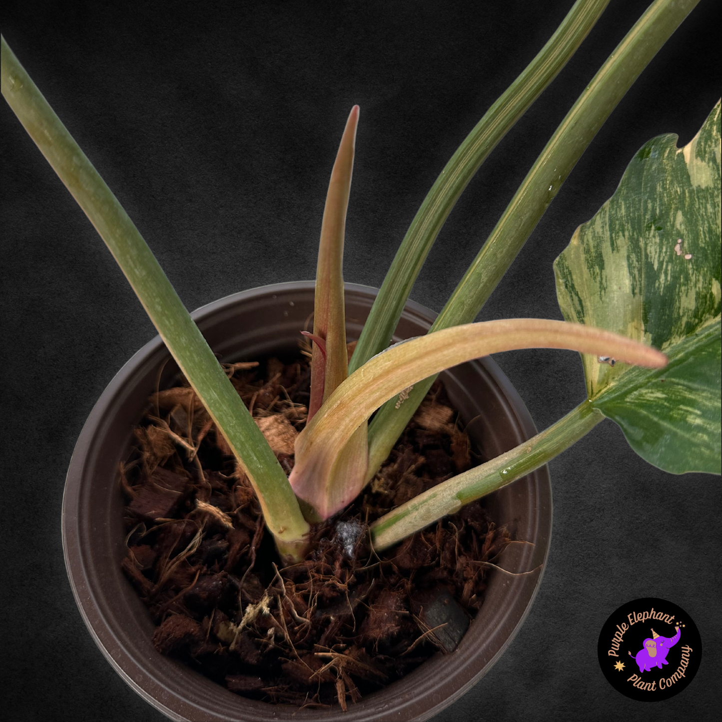 Philodendron Caramel Marble