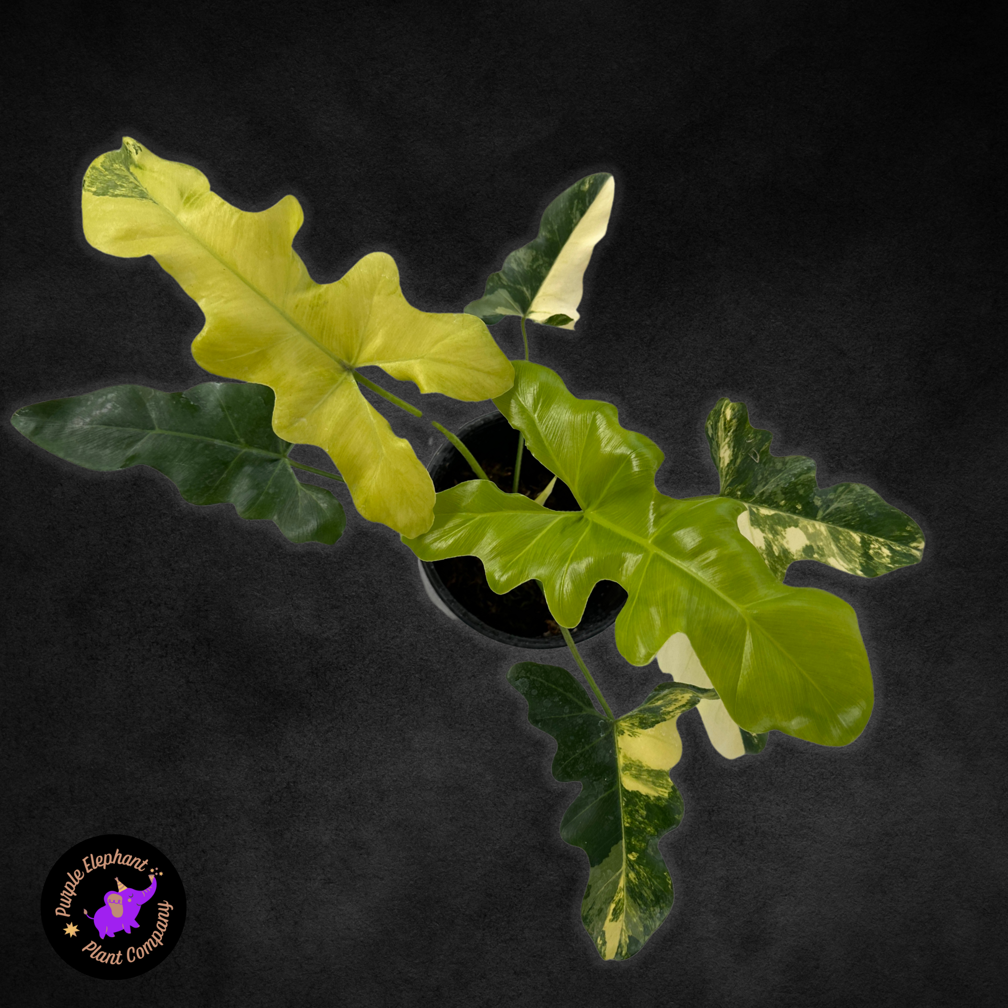 philodendron elephant ear variegated Philodendron Williamsii Variegated (thaumatophyllum williamsii variega – Purple Elephant Plant Co