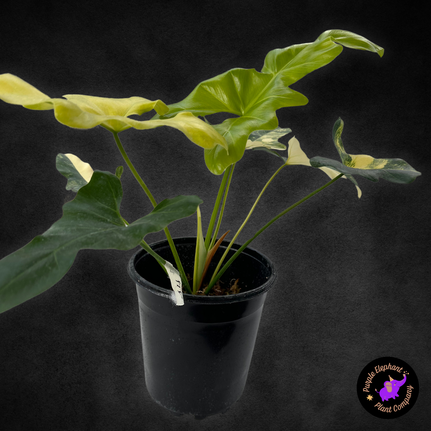 Philodendron Williamsii Variegated (thaumatophyllum williamsii variegated).
