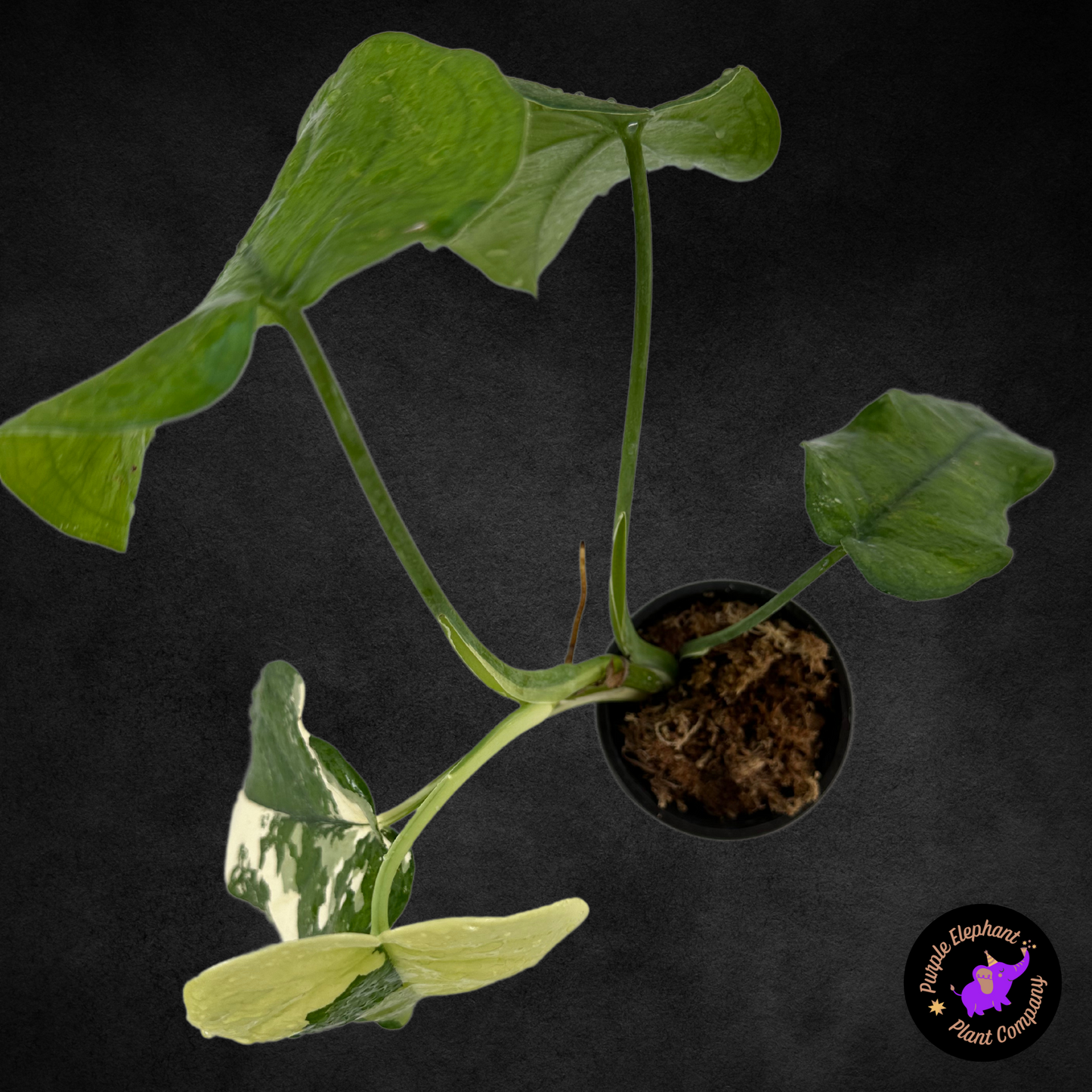 Sygonium Chiapense Variegated
