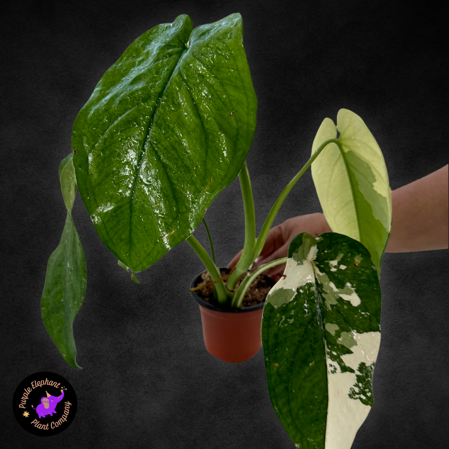 Sygonium Chiapense Variegated