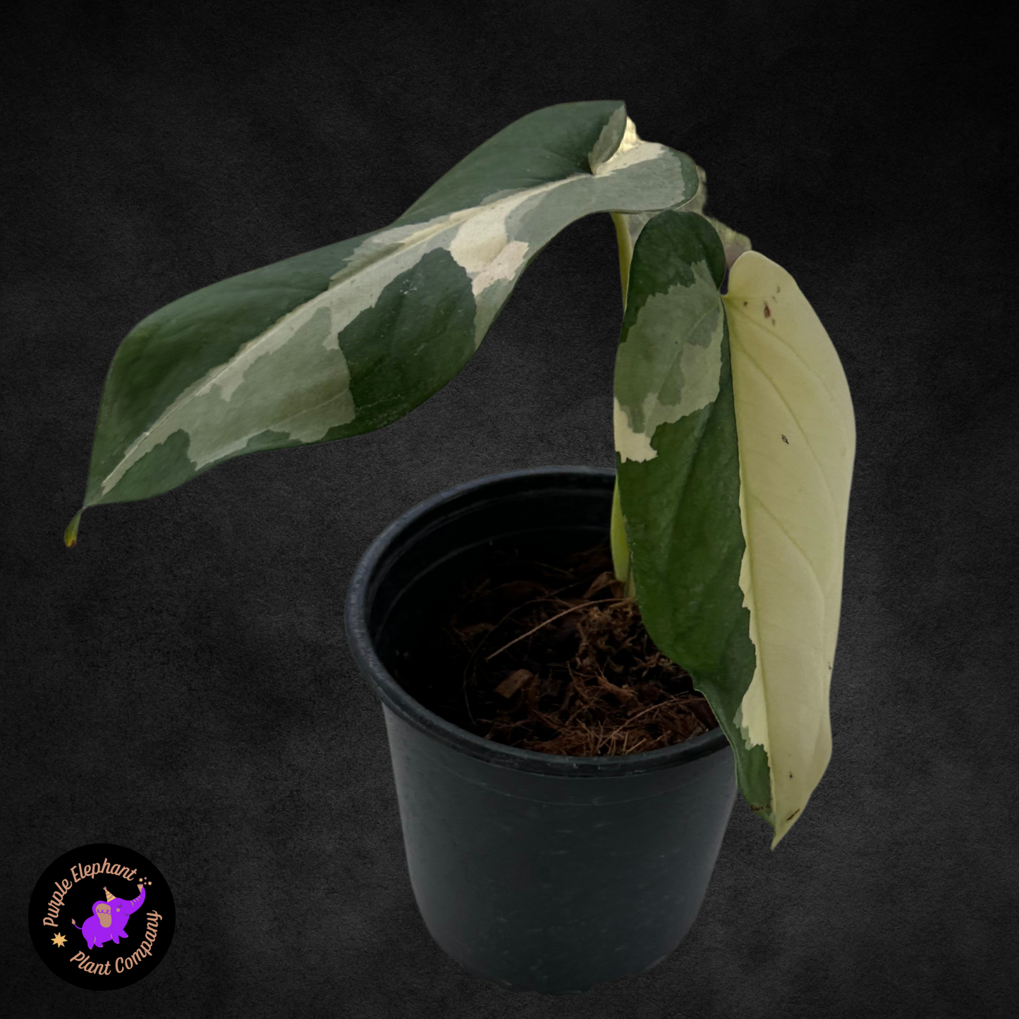 Sygonium Chaipense Varriegated