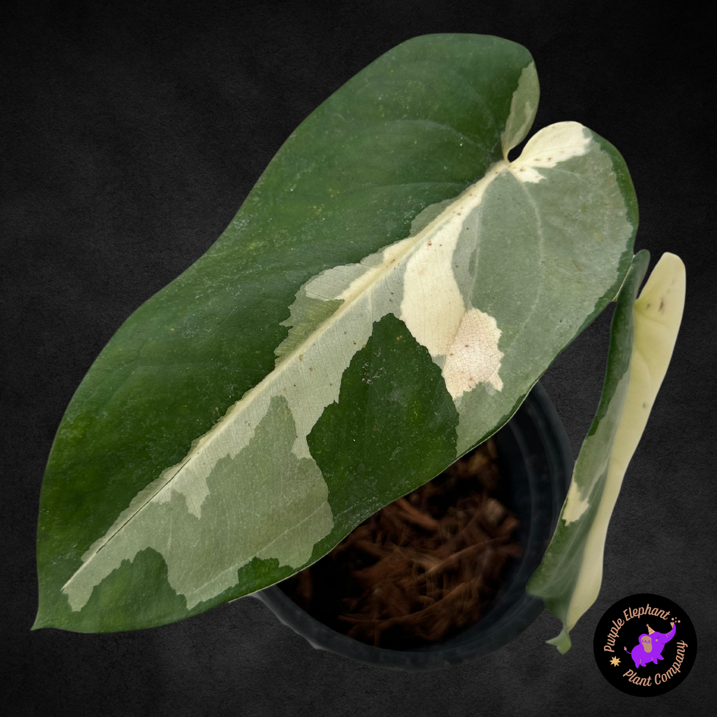 Sygonium Chaipense Varriegated