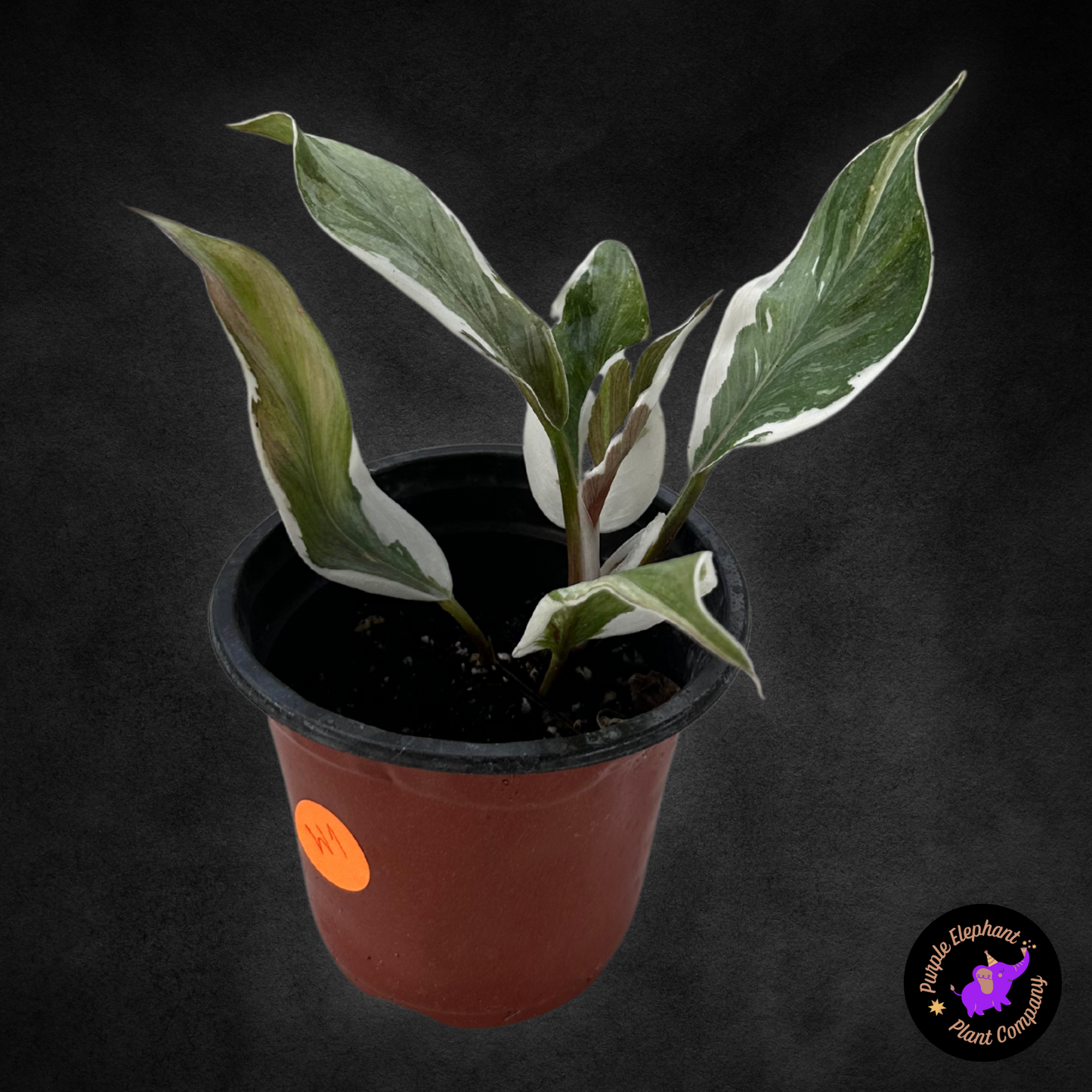 Philodendron White Knight Mutation #1