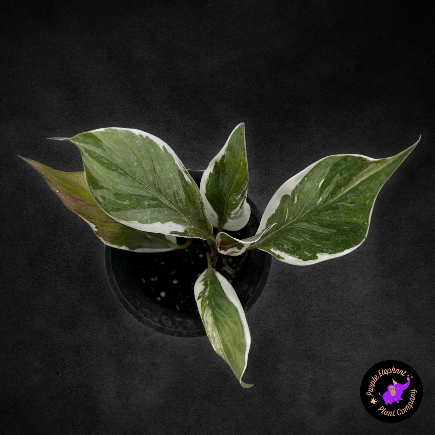 Philodendron White Knight Mutation #1
