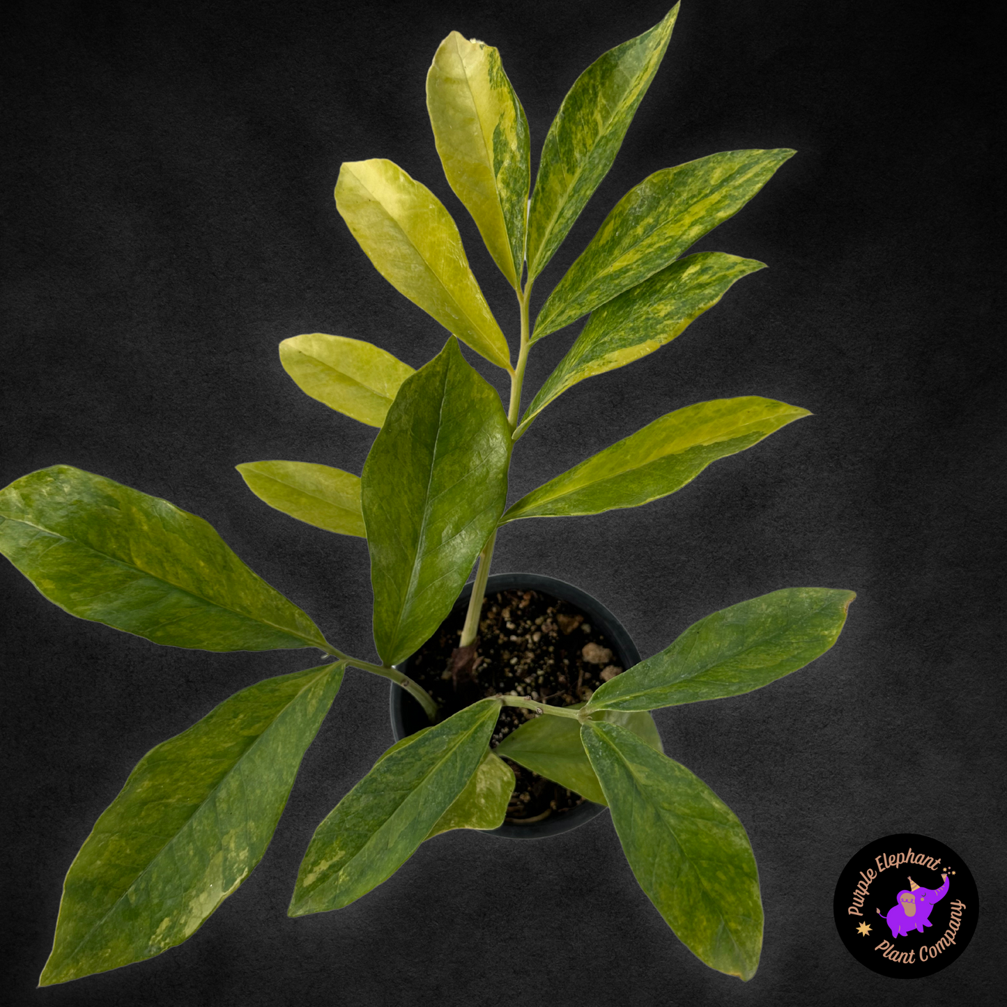 Zamioculcas Zamiifolia Variegated #1