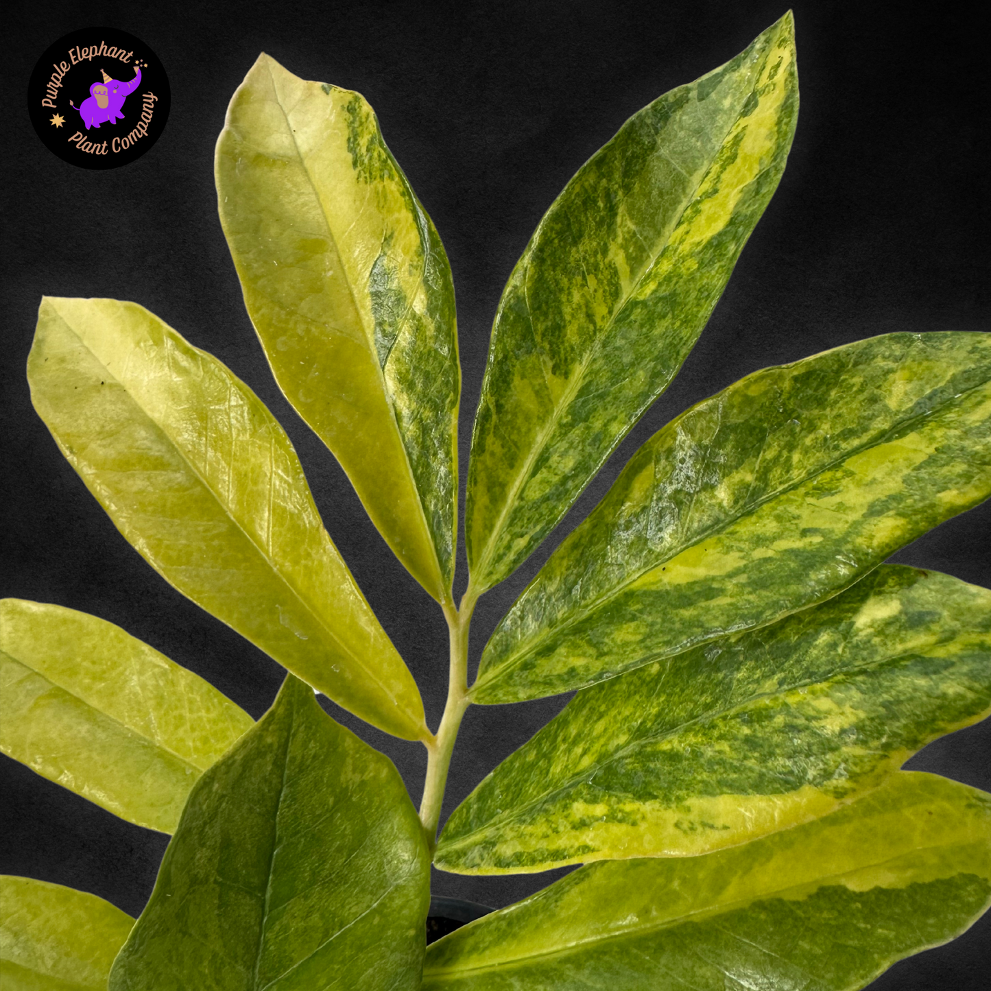 Zamioculcas Zamiifolia Variegated #1