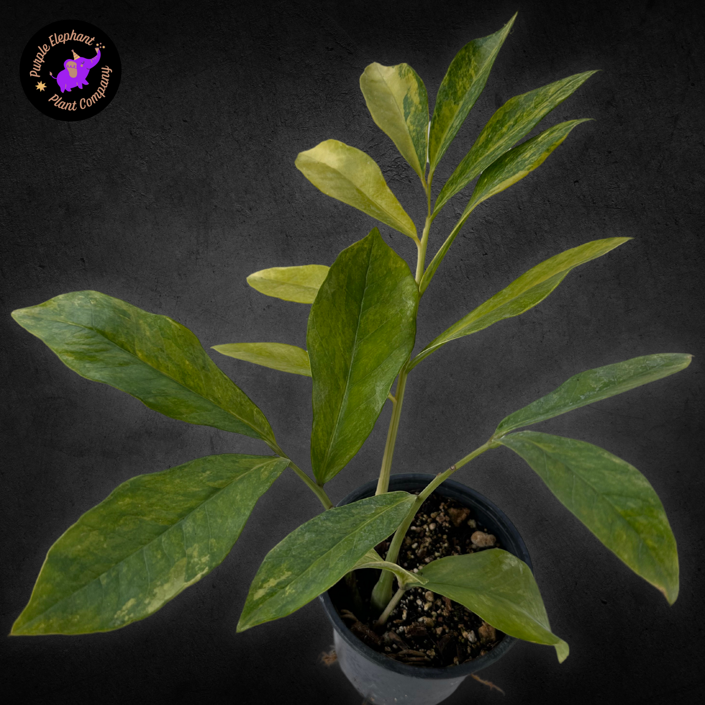 Zamioculcas Zamiifolia Variegated #1