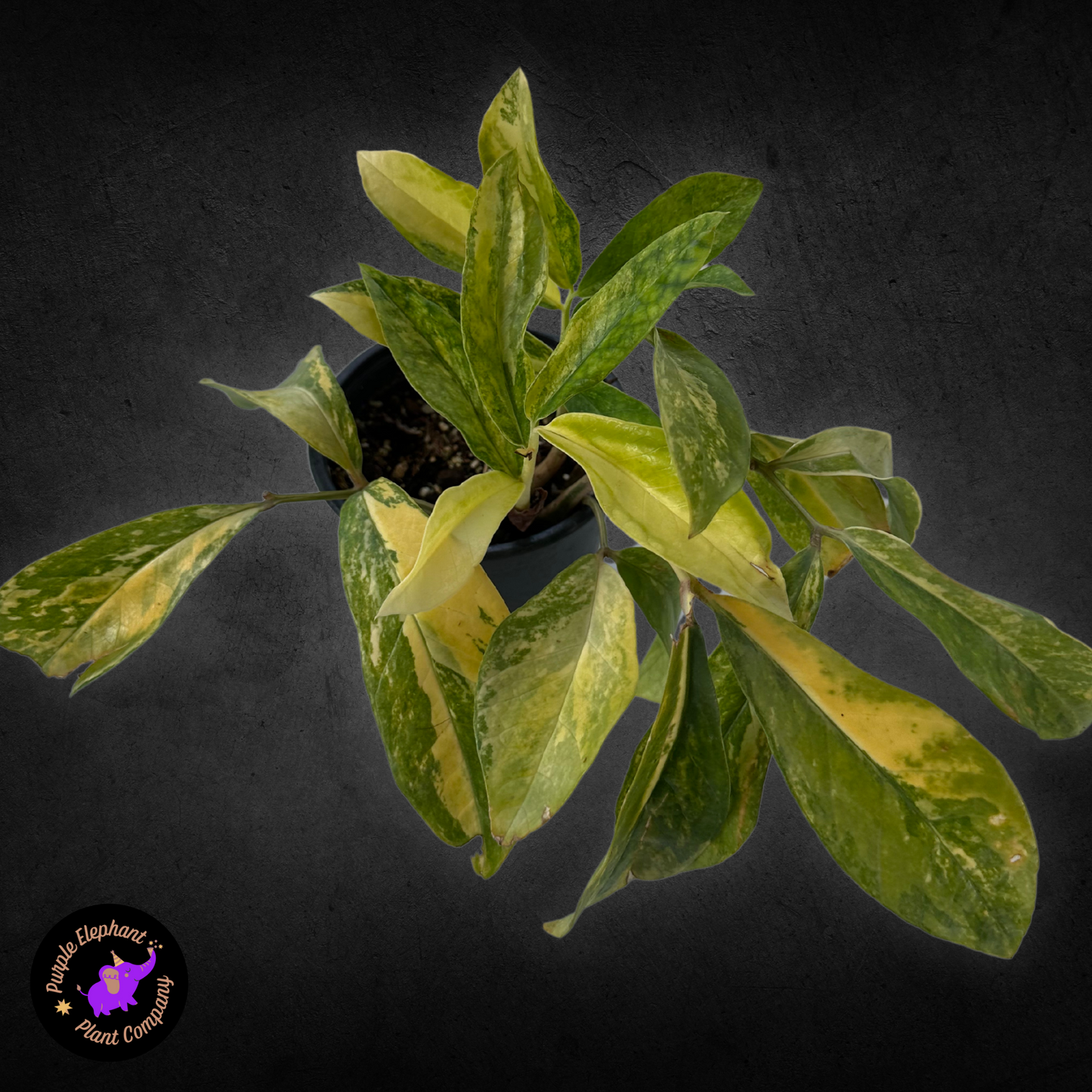 Zamioculcas Zamiifolia Variegated #2