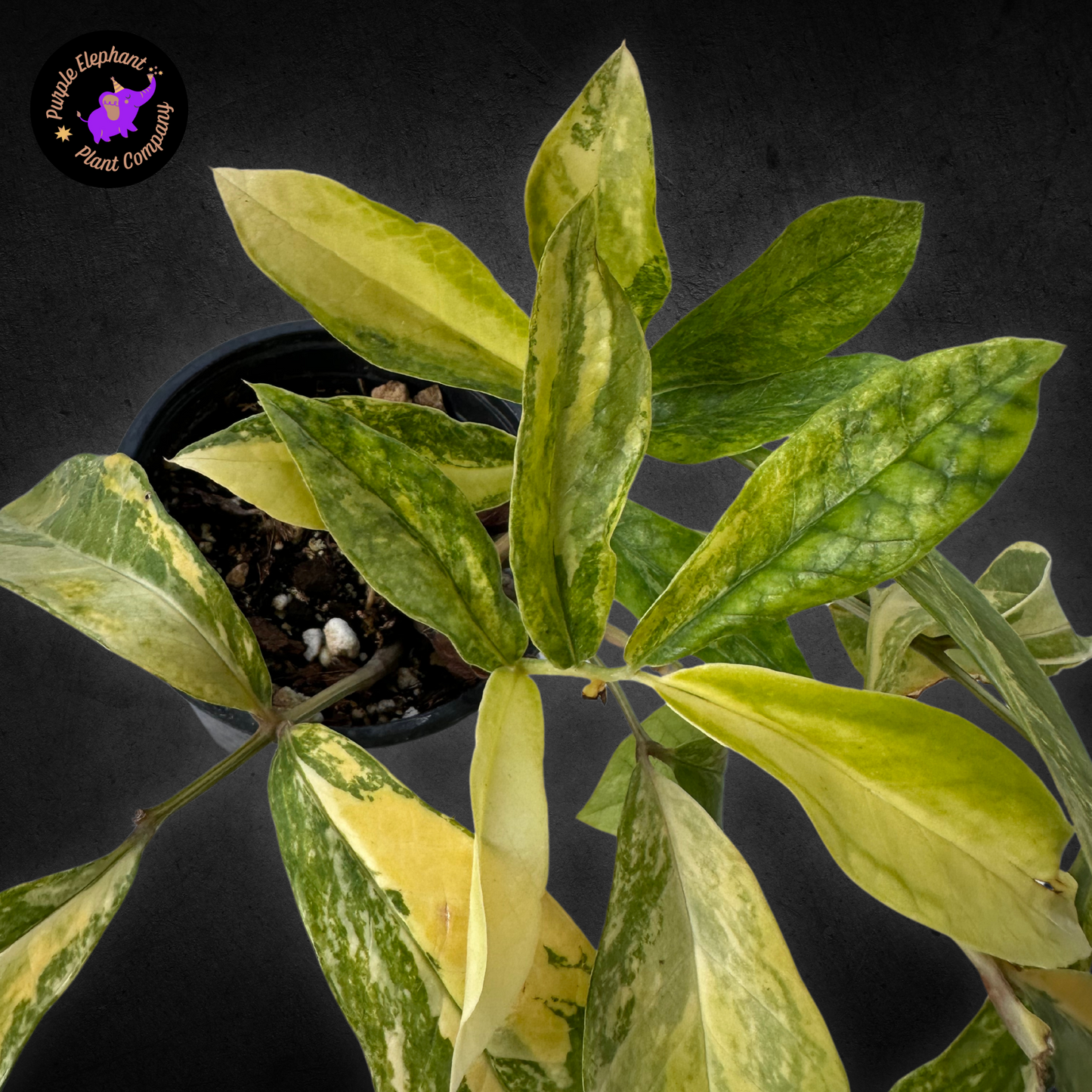 Zamioculcas Zamiifolia Variegated #2