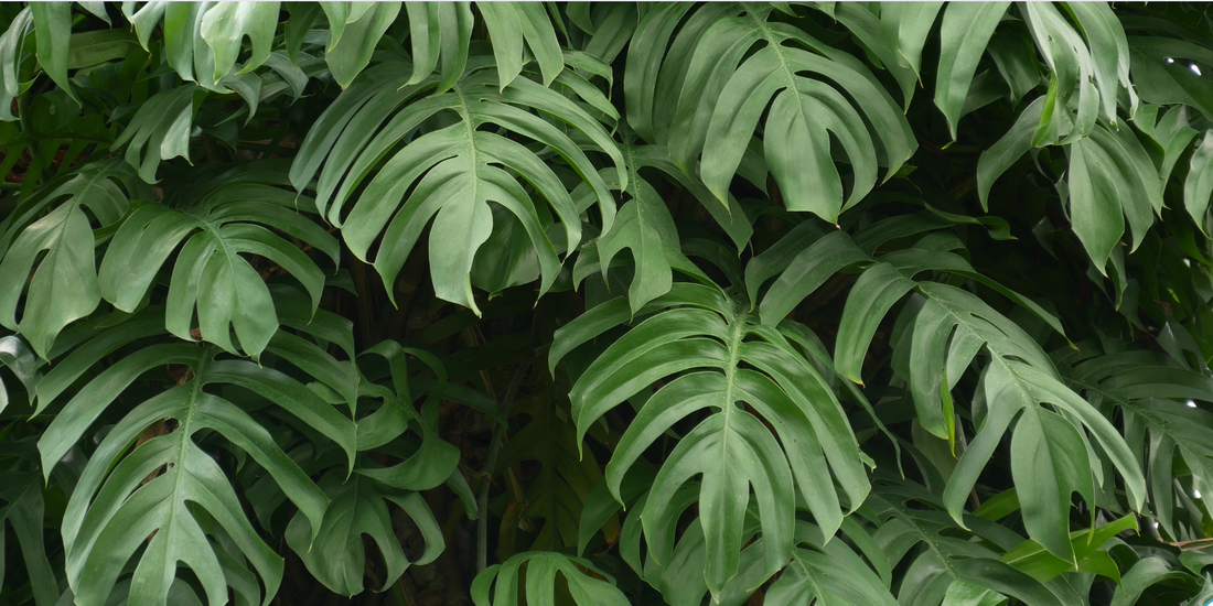 Why Are My Monstera Leaves Browning: Care and Recovery