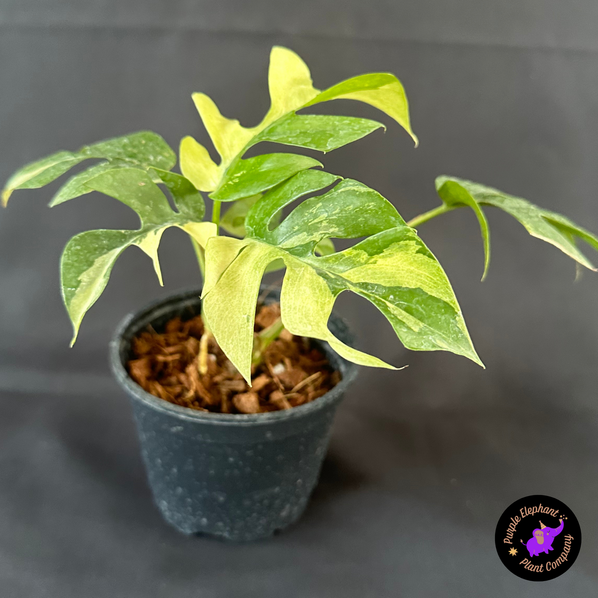 Rhaphidophora Tetrasperma Variegated – Purple Elephant Plant Co. Rhaphidophora Tetrasperma Variegated – Purple Elephant Plant Co.