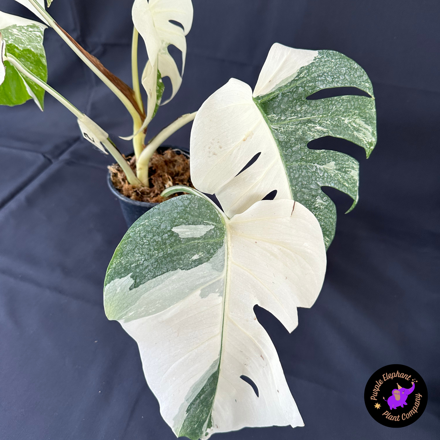 Rare Plant: Monstera Albo