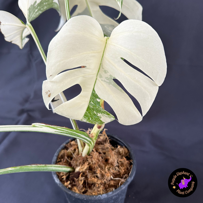 Rare Plant: Monstera Albo