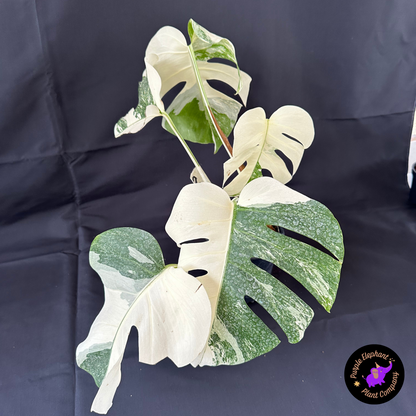 Rare Plant: Monstera Albo