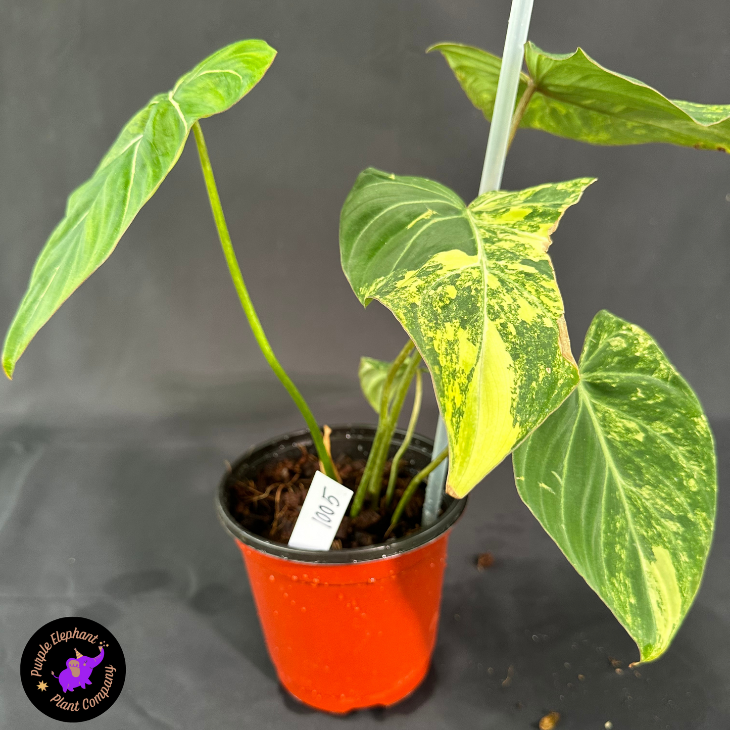 Rare Plant: Philodendron Gloriousum Yellow variegated