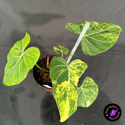 Rare Plant: Philodendron Gloriousum Yellow variegated