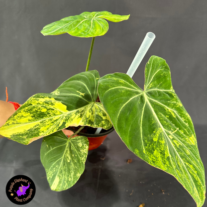 Rare Plant: Philodendron Gloriousum Yellow variegated