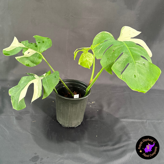 Rare Plant: Monstera albo