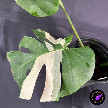 Rare Plant: Monstera albo