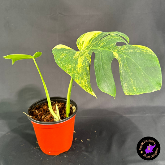 Rare Plant: Monstera Aurea $65