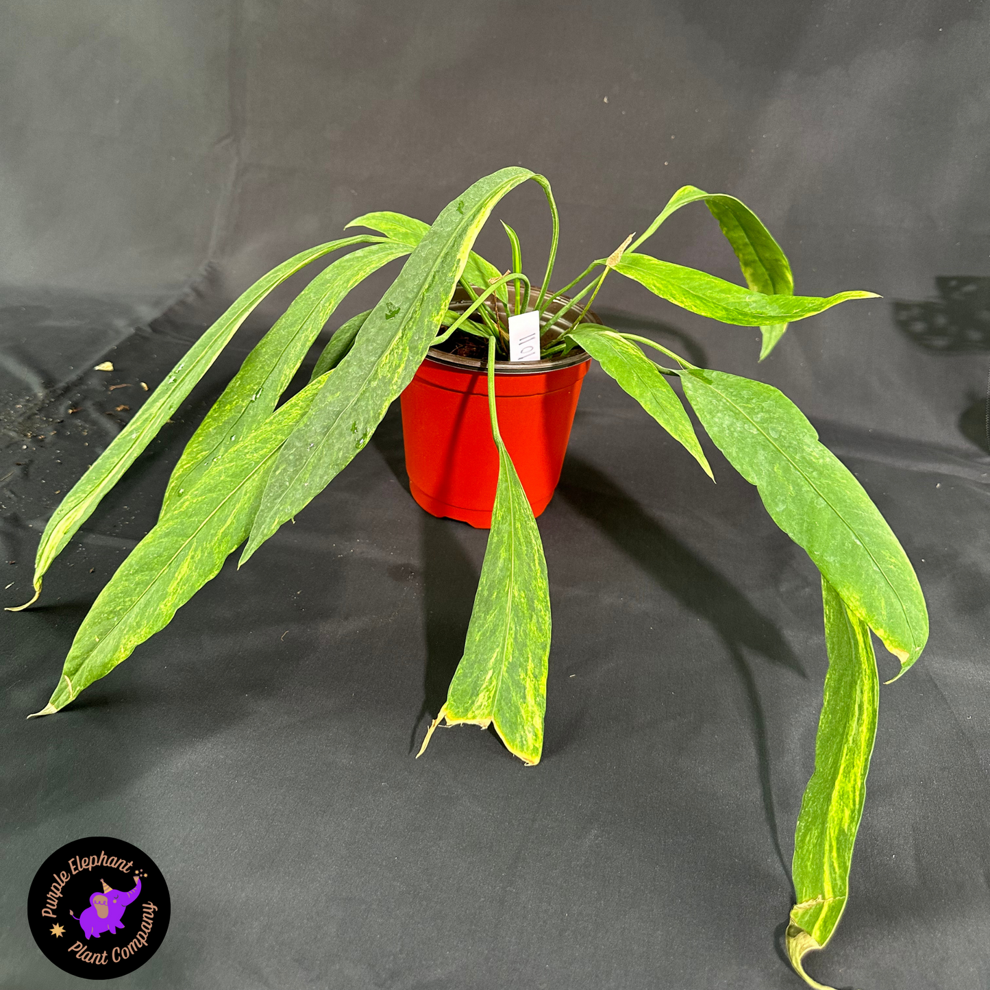 Rare Plant: Anthurium Vittarifolium Variegated