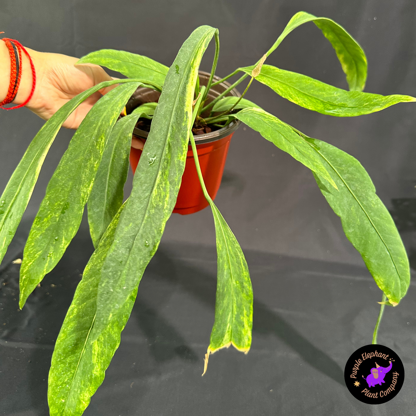 Rare Plant: Anthurium Vittarifolium Variegated