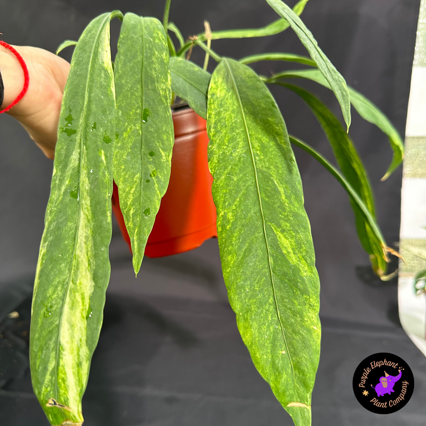 Rare Plant: Anthurium Vittarifolium Variegated