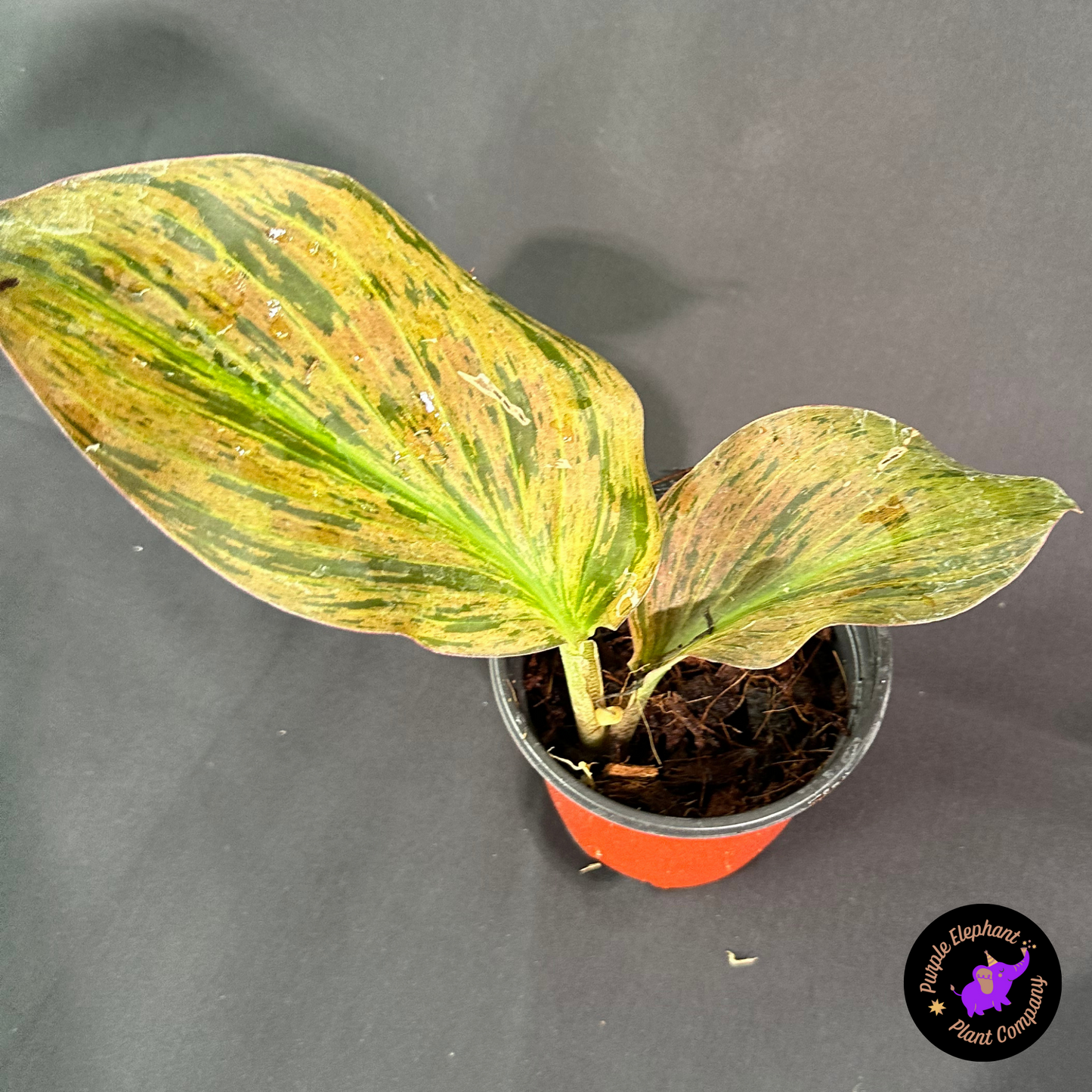 Rare Plant: Kaempferia Variegated