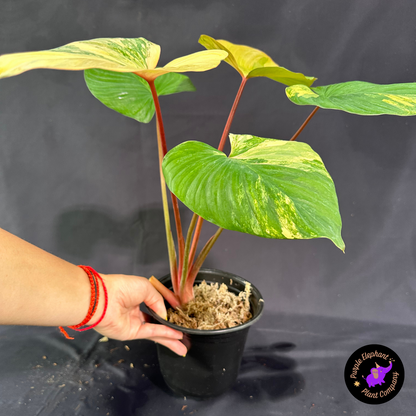 Rare Plant: Homalomena Rubescens Pink