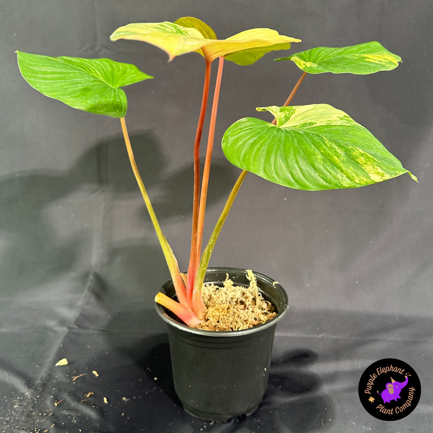 Rare Plant: Homalomena Rubescens Pink