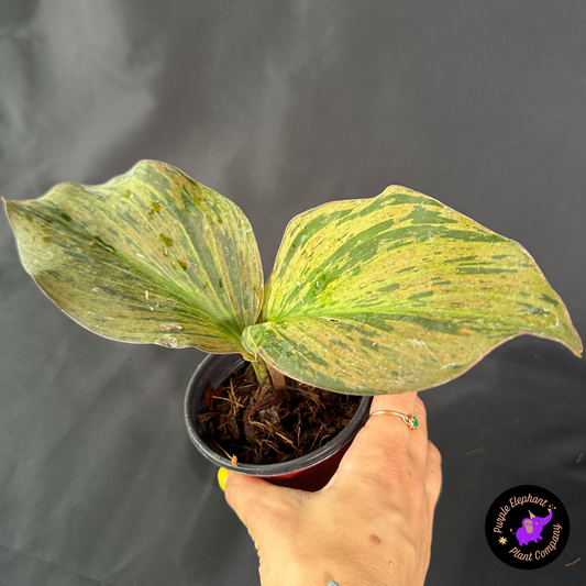 Rare Plant: Kaempferia Variegated